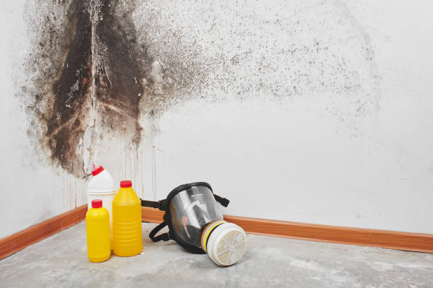 Mold Removal Process in Walnut Creek, OH