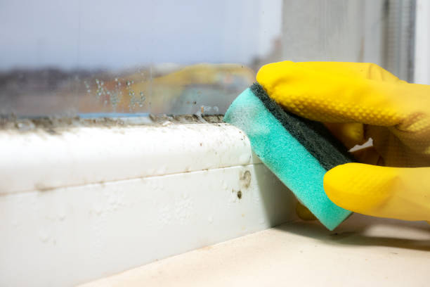 Best Residential Mold Removal  in Walnut Creek, OH