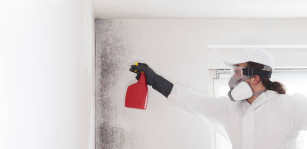 Best Toxic Mold Removal  in Walnut Creek, OH