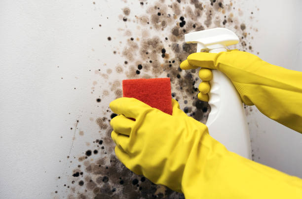 Best Commercial Mold Removal  in Walnut Creek, OH