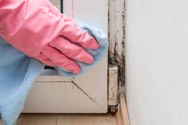 Best Emergency Mold Removal  in Walnut Creek, OH