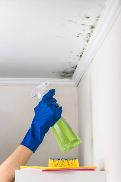 Best Mold Remediation Services  in Walnut Creek, OH