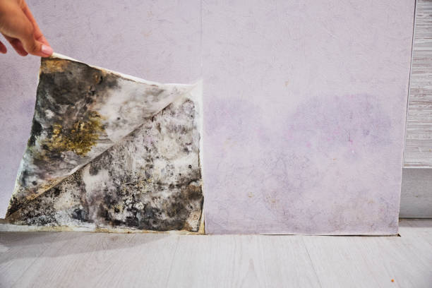 Best Crawl Space Mold Removal  in Walnut Creek, OH